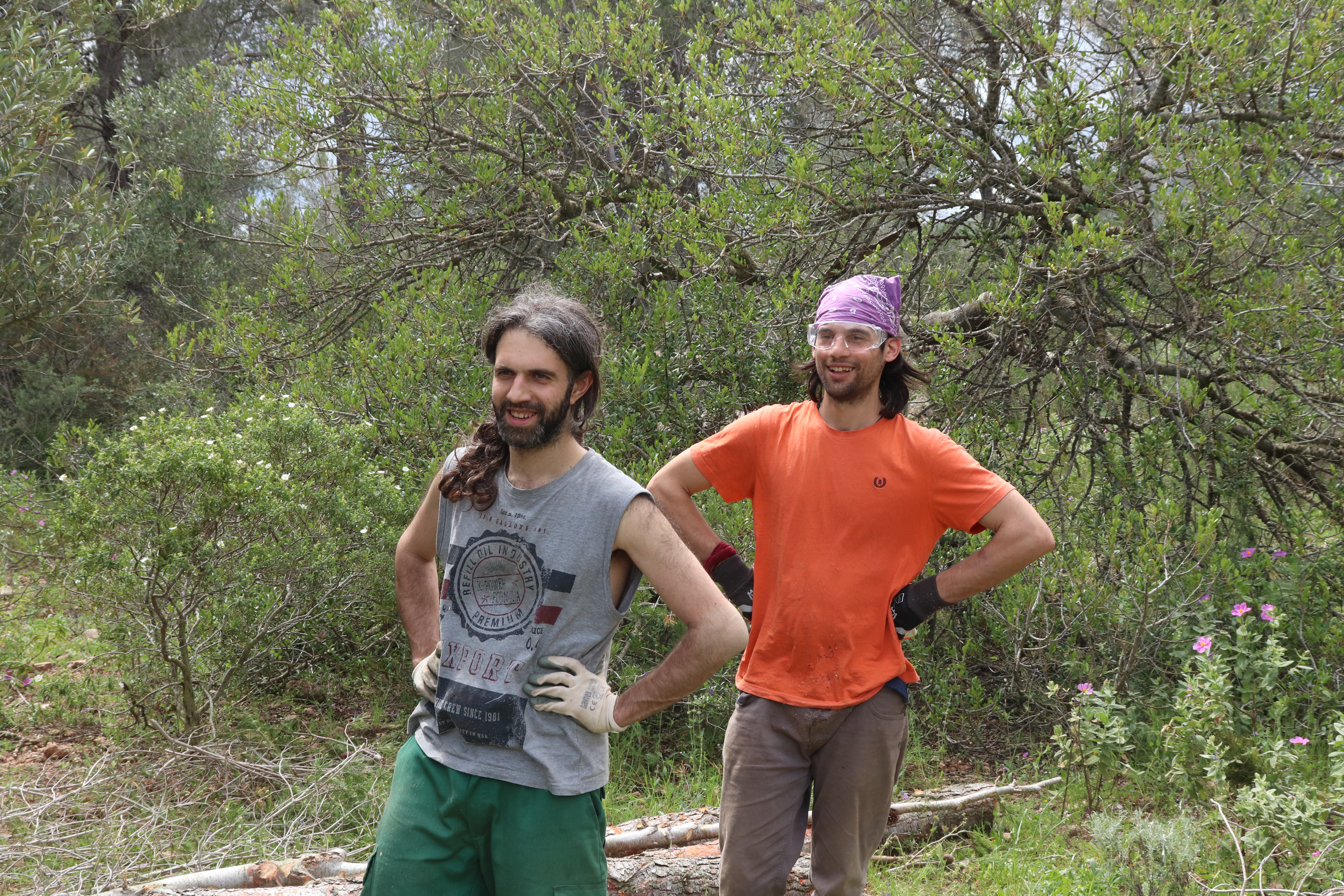 La recollida de la llenya d’olivera